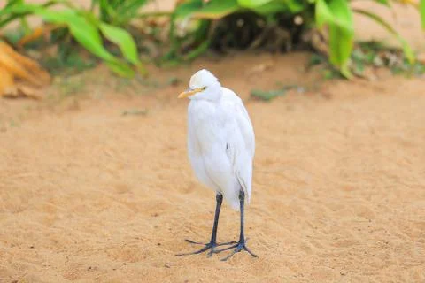 White egret bird on the beach Photos