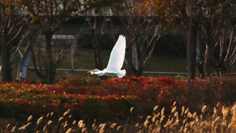 White Egret Bird Flying Over Tall Reeds at Sunset, Wide Shot 库存影片 334707645