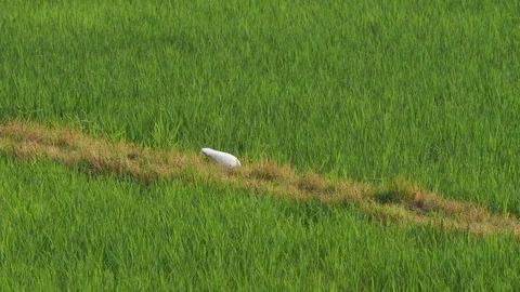 White egret bird flying over green rice paddy field Stock Footage 340641326