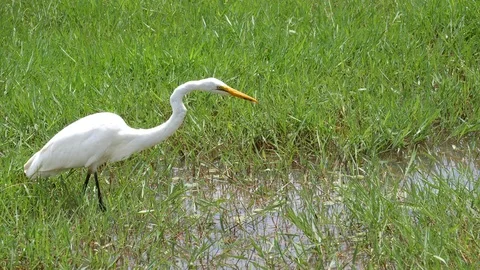 White Egret Bird Video stock 125483386