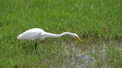 White egret Bird Video stock 125484287