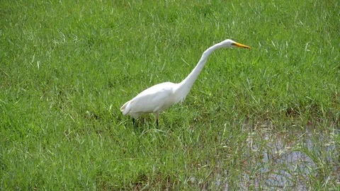 White Egret Bird Video stock 125485278
