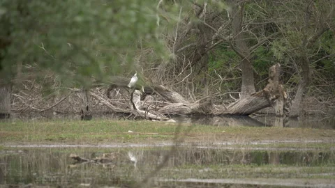 White Egret Bird Perched on Dead Tree Branch in Swamp Forest Stock Footage 336966752