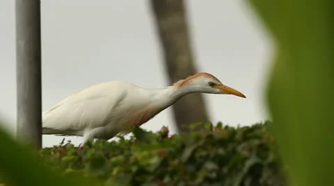 White Egret Bird with shrubbery Stock Footage 11237539