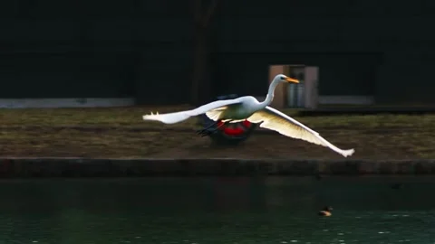 White Egret Bird Soaring Over Pond and Forest Landscape 库存影片 334707617