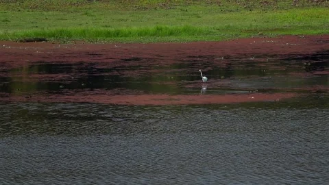 White egret bird standing in shallow wetland water with red aquatic vegetation Stock Footage 330709142