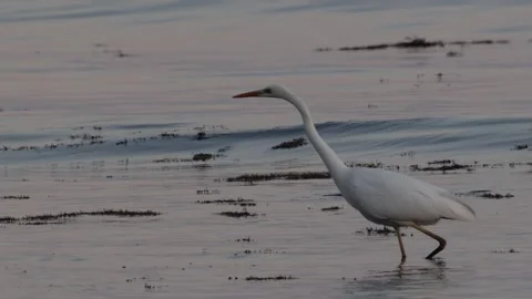 A white egret bird wading in shallow waters at sunset along a  coastline setting Stock Footage 306289840