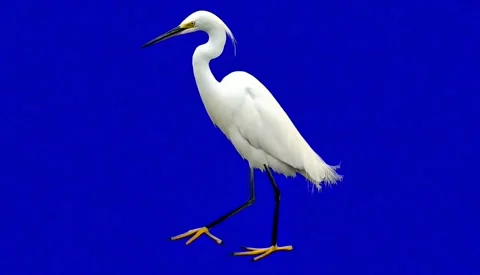 White egret bird walking gracefully isolated on green background Stock Footage 320956029