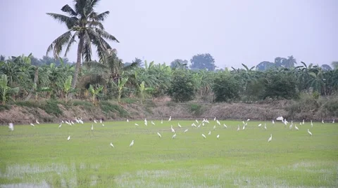 White egret Birds on rice fields at sunset time in Nonthaburi Thailand Vídeo Stock 45389178