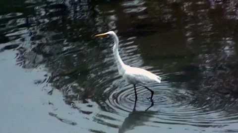 A white egret catching a fish Stock Footage 8515095