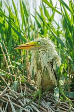 White Egret chick 库存照片