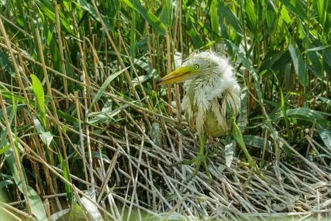 White Egret chick 库存照片