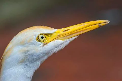White egret close up Foto stock