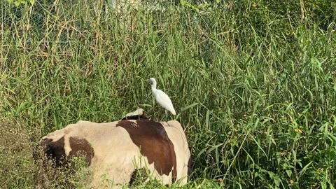 White egret on cow back Video stock 167515904