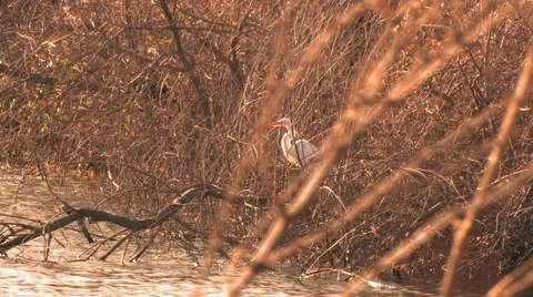 White Egret Crane hides from Wind Stock Footage 1000545