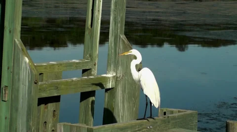 White Egret on a dock Stock Footage 27355819