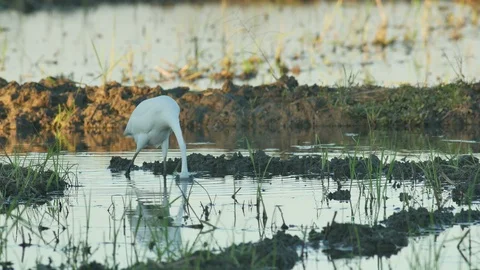 White egret is eating the worm Stock Footage 101907843