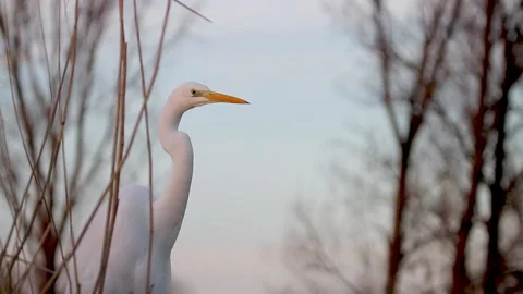 White Egret Egretta alba watching in the reeds. Close-up Image Stock Footage 196855267
