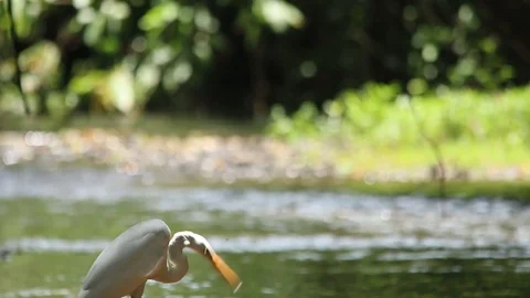 White egret elegant bird by the river resting after fishing Video stock 98377229