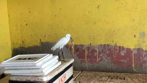 A white egret elegantly walking across a vibrant and colorful market 動画素材 314853105
