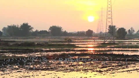 White egret in field. Stock Footage 23944623