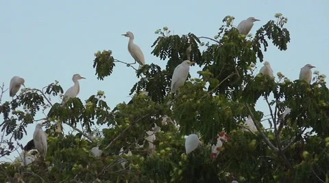 White egret in a flock of sitting on a tree Stock Footage 40842432