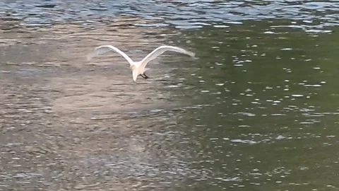 White Egret Flying Low and Landing by River Видео 342144788