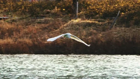 White Egret Flying Low Over Water Near Dry Grass Bank 库存影片 334706680