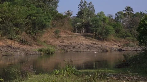 White Egret Flying Low Over Calm River Surface with Clear Water Reflection: A Se Stock Footage 341514553