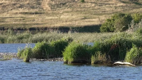 White egret flying low over the river in a natural habitat Stock Footage 344877360