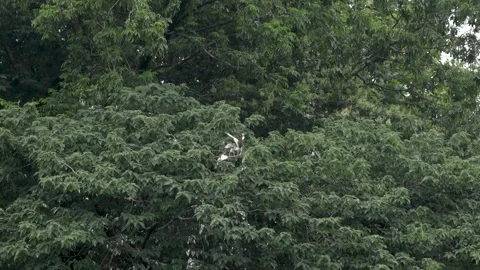 White Egret Flying Over Dense Green Forest Canopy Stock Footage 340302636