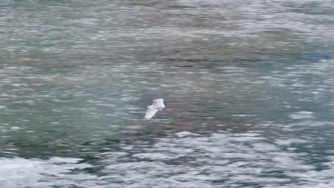 White egret flying over a flowing river with mossy rocks and green vegetation Stock Footage 342020356