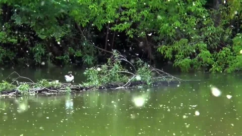 White Egret Flying Over Green Pond in Rain 스톡 동영상 347701853