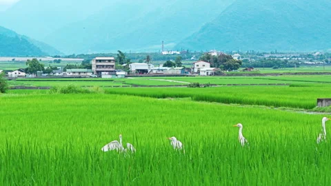 White egret flying over vibrant green rice fields during the growing season in T Видео 345890895