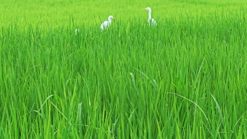 White egret flying over vibrant green rice fields during the growing season in T Видео 345891624