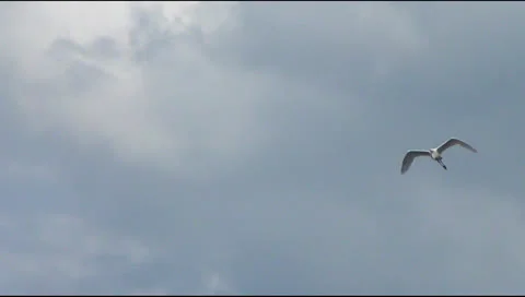 White egret 스톡 동영상 24867054