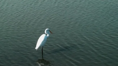 White Egret Stock Footage 30480411