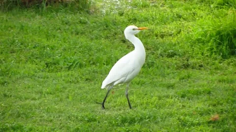 White egret on the grass Stock Footage 20593553