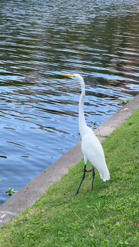 White egret by the lake Stock Footage 337123910