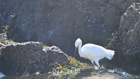 White egret with a long slender neck and legs stands gracefully on a rocky Stock Footage 334080327