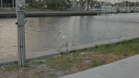 White Egret looking left walking City of Gulfport Municipal Marina. Calm Blue Wa Video stock 269998728