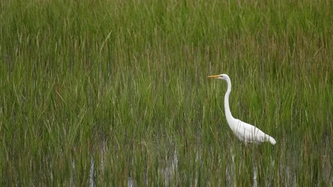 White egret in the marsh. Video stock 161290025