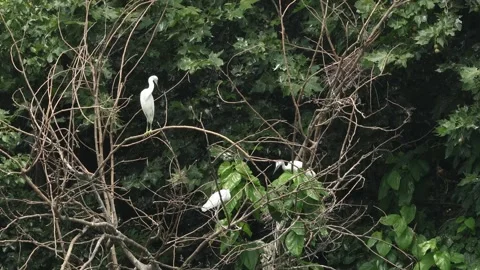 White Egret Perched on Tree Branches in Forest Stock Footage 340302588