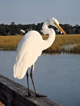 White Egret Fotos de archivo