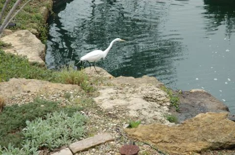 White Egret Stock Photos
