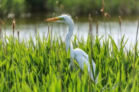 White egret Фото