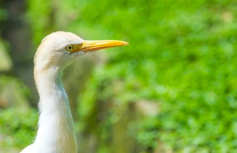 White egret Foto stock