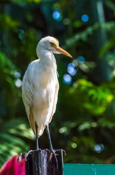 White egret Foto stock
