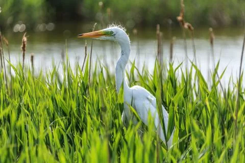 White Egret 库存照片