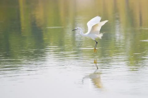 White egret Stock Photos